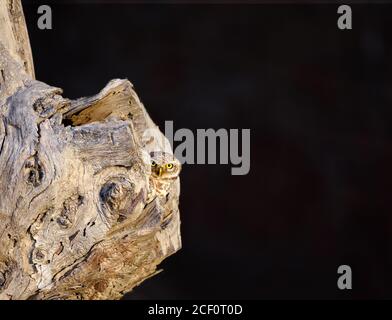 barn owl , scoops owl , dusky eagle owl, long eared owl, and spotted owlets in Pakistan Stock Photo