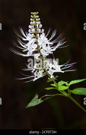 Cat's Whiskers (Orthosiphon aristatus). September 2020. Cow Bay. Daintree National Park. Queensland. Australia. Stock Photo