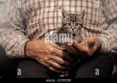 Senior man holds in hand small kitten. Concept support friendship animals cat and people love Stock Photo