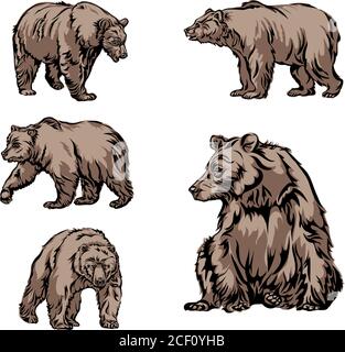 bear, image, various poses, drawing, color, black, bear, beast of prey, wild, big, animal, image, picture, brown, paw, pad, muzzle, mouth, portrait Stock Vector