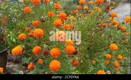 orange tagetes patula flowers or mexican flower or marigold flower family Stock Photo