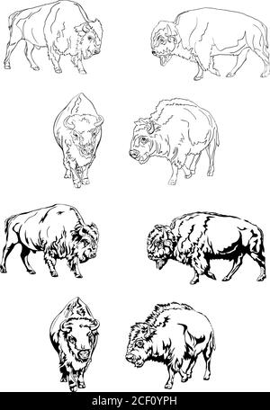 bison, buffalo, color, safari bison herbivore, prairie, reservation, horn, america, big, white, bull, pier, wild, animal, savage, animals, head Stock Vector