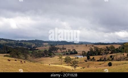 A dam in a valley amongst rolling hills with dairy cattle grazing in the paddock Stock Photo