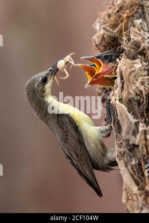 sun bird feeding in nest Stock Photo