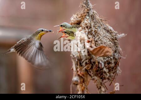 sun bird feeding in nest Stock Photo