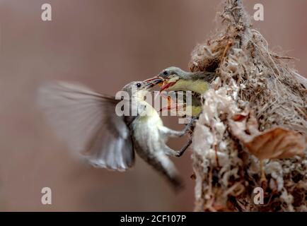 sun bird feeding in nest Stock Photo