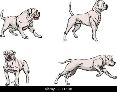Dog, bulldog in motion, different poses, black, color, various poses, movements and angles of figures, black, silhouette, set, vector, illustration Stock Vector