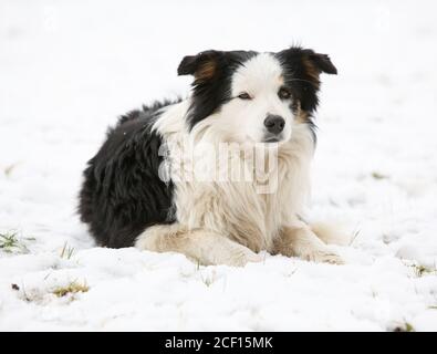 Amazing border collie lying in the snow Stock Photo