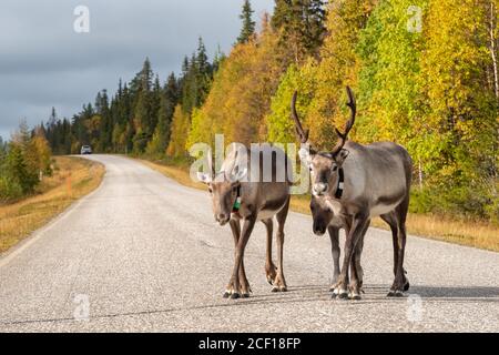 Reindeers walk on the road in Scandinavia Stock Photo