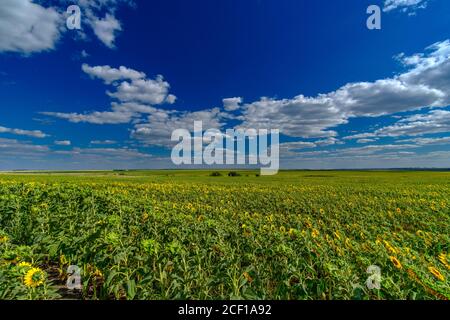 A field of sunflowers against a blue sky. Bright yellow blooming sunflowers on a summer sunny day. White cumulus clouds in the sky. Beautiful natural Stock Photo