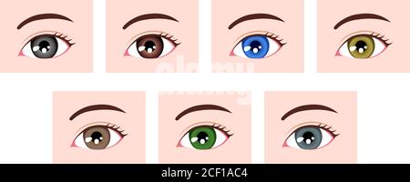 Human pupil eyeball variations / eye color types illustration Stock ...