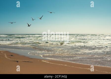 Flock of seagulls flying over the sea, clear blue sky on background Stock Photo