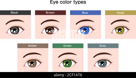 Human pupil eyeball variations / eye color types illustration Stock Vector