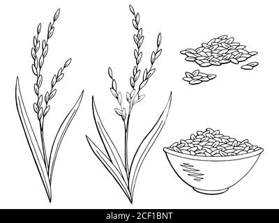 Vintage Rice Plant coloring page | Free Printable Coloring Pages