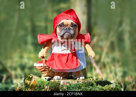 Funny French Bulldog dos dressed up as fairytale character Little Red Riding Hood with full body costumes with fake arms wearing basket in forest Stock Photo