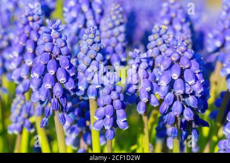 Group of blue grape hyacinths in spring season Stock Photo