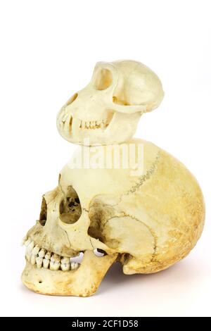 Skull of human and ape isolated on white background Stock Photo
