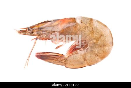 Raw shrimp isolated on white background. Raw prawns. Stock Photo