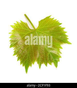 Green grape leaves isolated on white background. Spring with leaves of grape vine. Stock Photo
