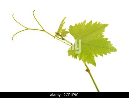 Green branch of grape vine isolated white background. Spring with leaves of grape vine. Stock Photo