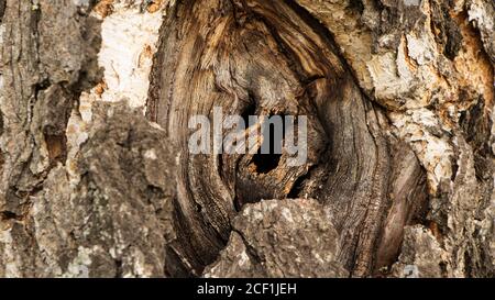 Hole in the bark of a tree close up. Tree trunk with hollow. Tree bark texture background. Dark Hollow Of Old Birch Tree Close-Up. Birch Texture Backg Stock Photo