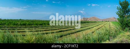 Little and Great Ararat Mountains, The Ararat massif, Khor Virap Monastery, Ararat Province, Armenia, Middle East Stock Photo