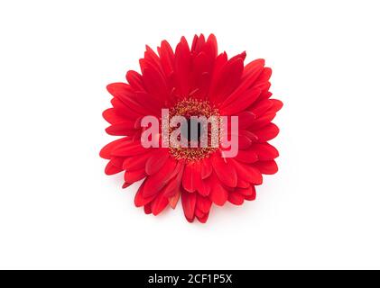 Flower of red Gerbera isolated on white background Stock Photo