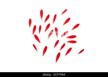 Petals of red Gerbera, separate red petal isolated on white Stock Photo