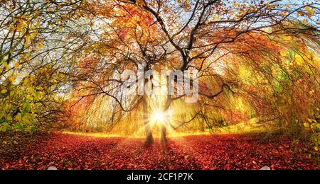 Distinctive tree with stunning autumn colors in a park, with the sun rays beautifully coming through from behind Stock Photo