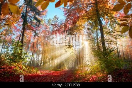 Fabulous sun rays in a colorful forest in autumn illuminating a path covered in red foliage, with some leaves framing the scene