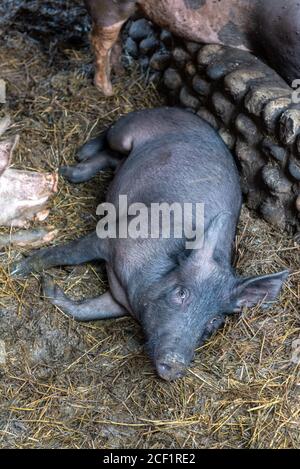 Grey pig lying in a pigsty Stock Photo