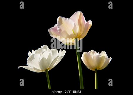 Three tulip flowers pointing towards the sun. Photograph taken against a black background. Stock Photo