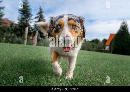 an australian shepherd wide angle shot sitting on the green gras and blue sky meadow Stock Photo