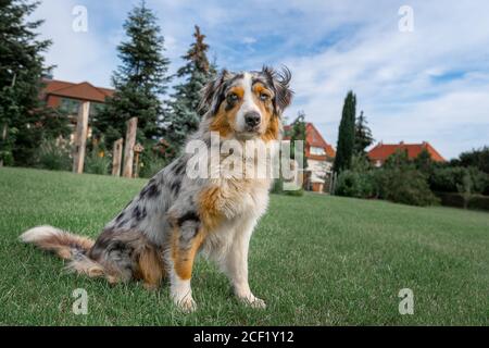 an australian shepherd wide angle shot sitting on the green gras and blue sky watching to the camera Stock Photo