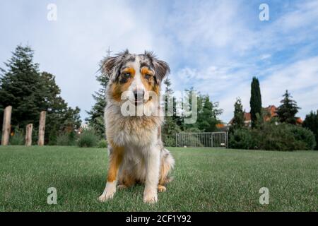 an australian shepherd wide angle shot sitting on the green gras and blue sky waiting for food Stock Photo