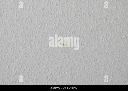 Small green grasshopper sitting on wall Stock Photo