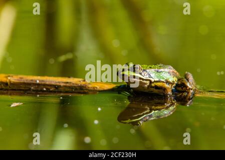 Frog sitting in the Sun, Green Frog in Water, Rana Esculanta, Green Frog, Pond Frog Stock Photo