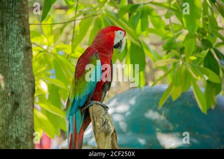 side looking red colored parrot in tropical forest Stock Photo
