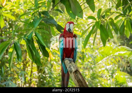 Red colored parrot alone in the forest Stock Photo
