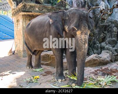 elephants in zoo Stock Photo