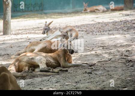 Kangaroo in zoo Stock Photo
