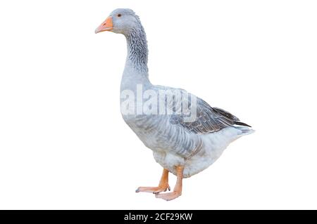 Greylag goose isolated on white background Stock Photo