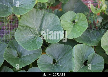 A beautiful pumpkin plant growing in the backyard organic garden. Stock Photo