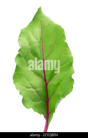 Beetroot leaf isolated on white background with clipping path Stock Photo