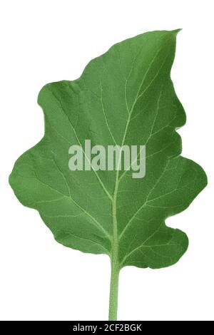 eggplant leaf isolated on white background with clipping path Stock Photo