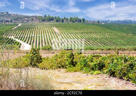 View of a vineyard with rows of vines against a blue sky with clouds Stock Photo