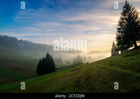 morning mist in apuseni natural park. valley full of fog at dawn. beautiful landscape of romania mountains in autumn. spruce trees on the hills. glowi Stock Photo