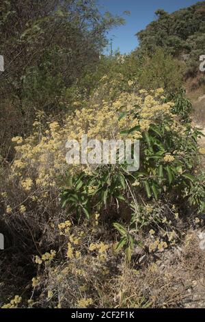 Macela Medicinal Plant in the Stone Hills in Brazil Stock Photo - Alamy
