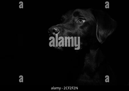 Labrador retriever portrait close up black background dog Stock Photo