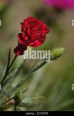 pink 'dianthus' flower with soft-focus background Stock Photo